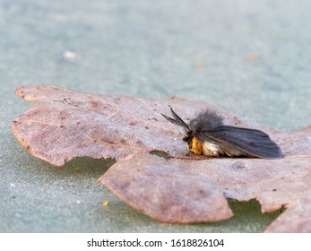 Diaphora Mendica, The Muslin Moth