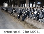 diary cows in locking yolk feed fence 