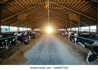 Diary cows in modern free livestock stall. - Shutterstock ID 1468957241