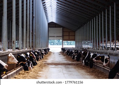 Diary cows in modern free livestock stall - Shutterstock ID 1779761156