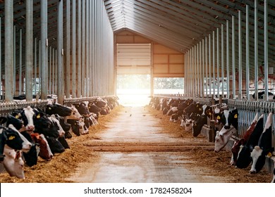 Diary cows in modern free livestock stall - Shutterstock ID 1782458204