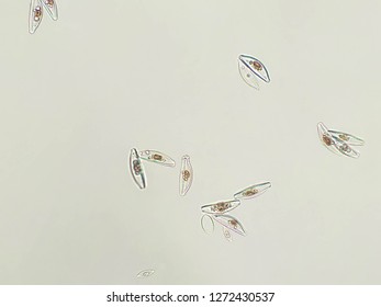 Diatom algae under microscopic view