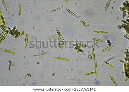 diatom and water microorganisms under the microscope in australia