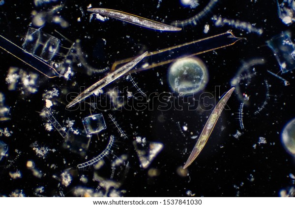Diatoms are photosynthesising algae, they\
have a siliceous skeleton and are found in almost every aquatic\
environment including fresh and marine\
waters.