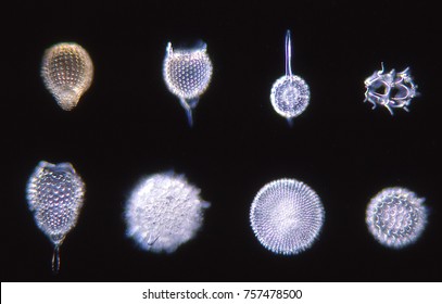 Diatoms In The Sea