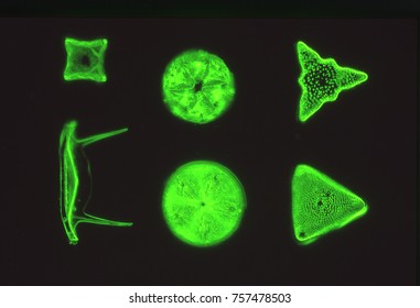 Diatoms In The Sea