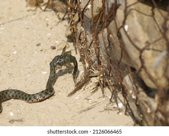 Dice Snake Catch Fish Bullhead,