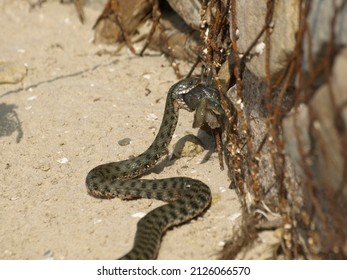 Dice Snake Catch Fish Bullhead