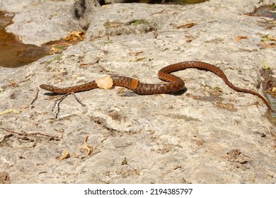 A Dice Snake Crawling On The Rock Near The River