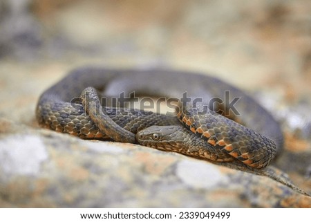 Dice snake (Natrix tessellata) in natural habitat