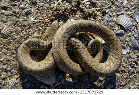 The dice snake (Natrix tessellata), young water snake twisted into a ball to protect itself from the enemy
