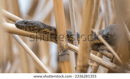 Dice snake on dried reed plant