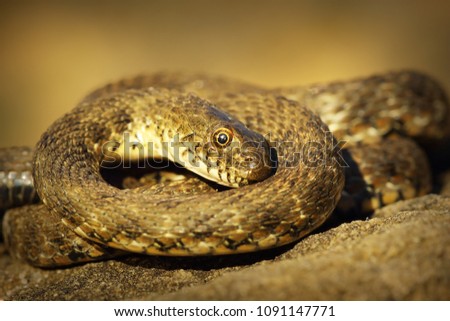 Similar – Image, Stock Photo brown Vipera berus close up