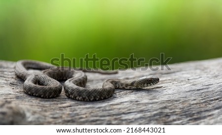 Dice snake or water snake (Natrix tessellata) in nature, close up, on a green background