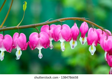 Dicentra Hd Stock Images Shutterstock