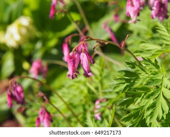 Dicentra Eximia Turkeycorn Fringed Wild Bleedingheart Stock Photo ...