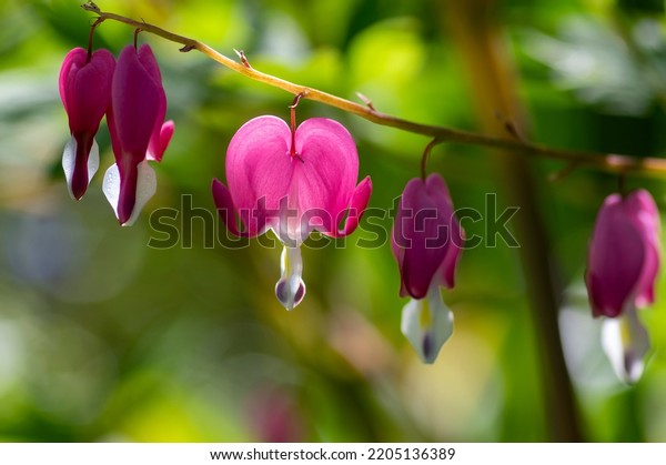 Dicentra spectabilis bleeding heart flowers in\
hearts shapes in bloom, beautiful Lamprocapnos bright pink white\
flowering plant
