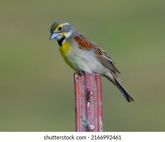 Dickcissel Perched On Metal Fence Post