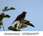 Dickcissel (Spiza americana) at Shabbona Lake State Park.