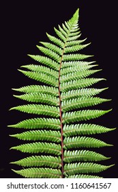 Dicksonia Squarrosa New Zealand Silver Fern isolated on black background. No people. Copy space