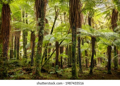 Dicksonia Squarrosa Or Rough Tree Fern