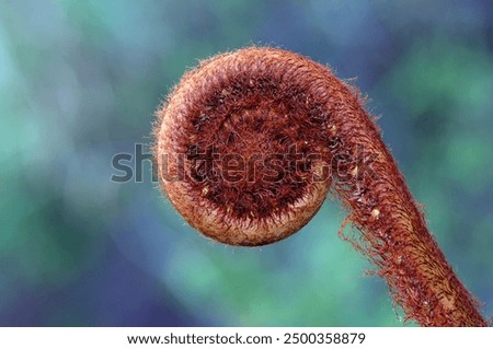Dicksonia squarrosa, the New Zealand tree fern, whekī or rough tree fern, is a common tree fern endemic to New Zealand. 