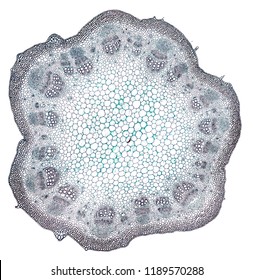 Dicot Stem Cross Section Cut Under Stock Photo 1189570288 | Shutterstock