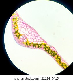 Dicotyledon And Monocotyledon Plant Cross Section 