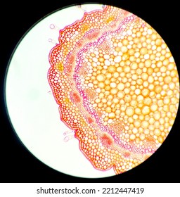 Dicotyledon And Monocotyledon Plant Cross Section 