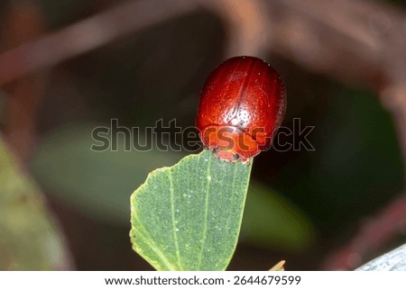 Dicranosterna picea - Reddish Brown Beetle Resting on Acacia Leag