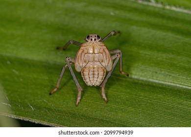 Dictyopharid Planthopper Insect Nymph Of The Family Dictyopharidae