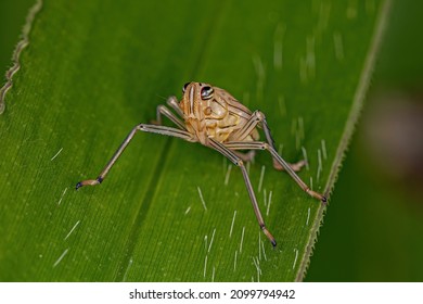 Dictyopharid Planthopper Insect Nymph Of The Family Dictyopharidae