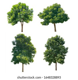 1,084 Dicut tree Images, Stock Photos & Vectors | Shutterstock