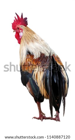 Similar – Image, Stock Photo Beautiful rooster on nature background