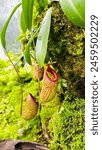  Did you know that pitcher plants are carnivorous plants that lure insects into their pitcher-shaped leaves to digest them for nutrients? #carnivorousplant #pitcherplant