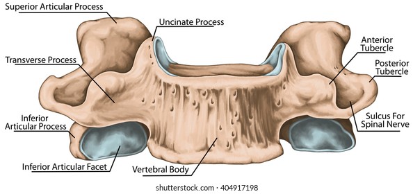 Sixth Cervical Vertebra Images, Stock Photos & Vectors | Shutterstock