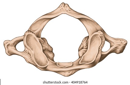 First Cervical Vertebra Or Atlas Images, Stock Photos & Vectors