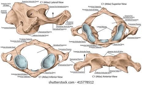 First Cervical Vertebra Or Atlas Images, Stock Photos & Vectors