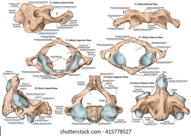 First Cervical Vertebra Or Atlas Images, Stock Photos & Vectors