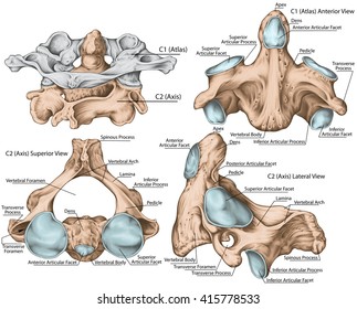 First Cervical Vertebra Or Atlas Images, Stock Photos & Vectors