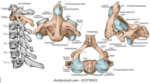 Vertebrae 图片、库存照片和矢量图 | Shutterstock
