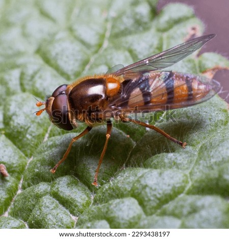 Didea, the lucent flies is a holarctic genus of black and yellow large sized flies 10–15 mm