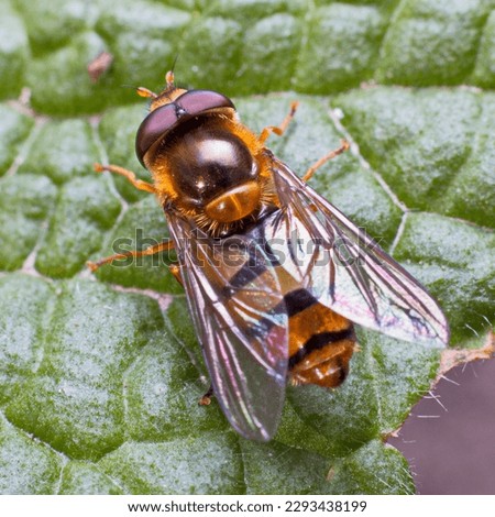 Didea, the lucent flies is a holarctic genus of black and yellow large sized flies 10–15 mm