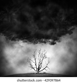 die tree - concept picture of bad environment in black and white tone