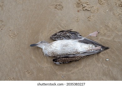 Die of white grey seagull lying on seashore, Natural dead bird on the beach at Dutch north sea coastline, North Holland, Netherlands.