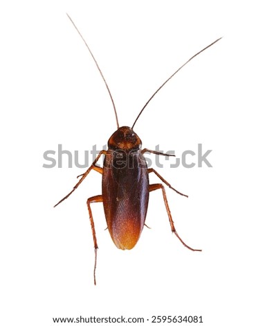 Die-cut of cockroach top view isolated on white background 