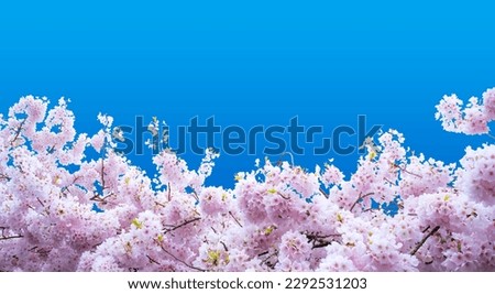 Diecut on blue backgroung for Sakura Cherry blossom flower from Tokyo city in Japan