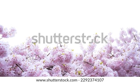Diecut on white backgroung for Sakura Cherry blossom flower from Tokyo city in Japan