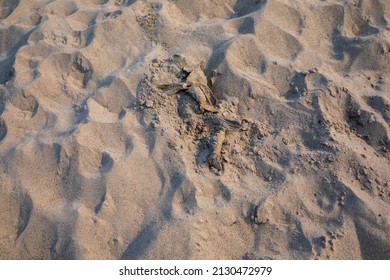 A Died Fish At Lake Shore Of Indiana Dunes National Park. Lake Michigan.