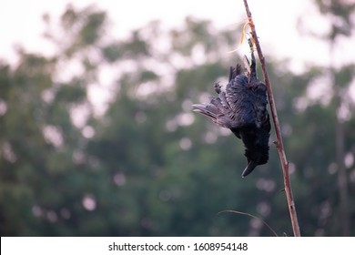 Died Hanging Crow In A Farm, Scare Crow, Hanging Crow Images In Farm 